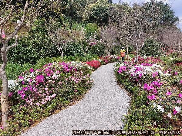 萬金杜鵑花聚落04-盛開的杜鵑步道.jpg