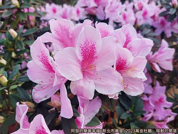萬金杜鵑花聚落16-盛開粉嫩的杜鵑.jpg