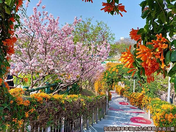 永吉公園11-炮仗花拱門空橋(上方往下一景).jpg 永吉公園11-炮仗花拱門空橋(上方往下一景).jpg