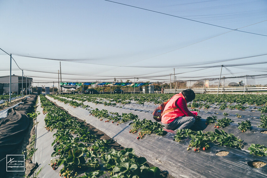南投｜中興新村景點【中興草莓園】無農藥草莓 / 採草莓也要很可愛 / 1Y5M | 快門下的幸福