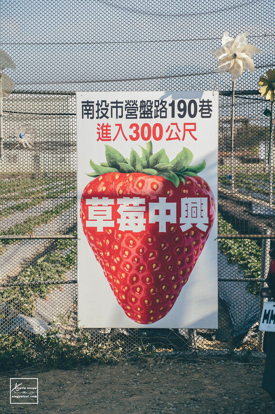 南投｜中興新村景點【中興草莓園】無農藥草莓 / 採草莓也要很可愛 / 1Y5M | 快門下的幸福