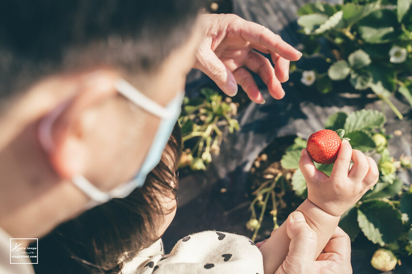 南投｜中興新村景點【中興草莓園】無農藥草莓 / 採草莓也要很可愛 / 1Y5M | 快門下的幸福