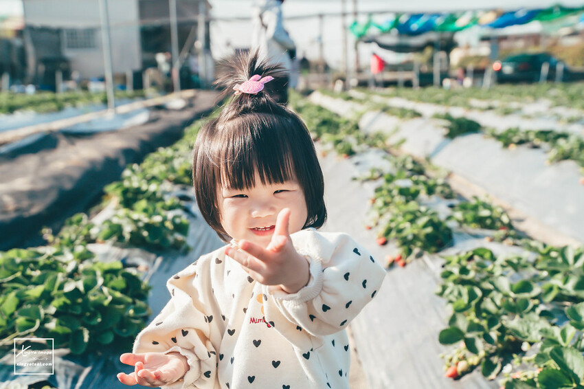 南投｜中興新村景點【中興草莓園】無農藥草莓 / 採草莓也要很可愛 / 1Y5M | 快門下的幸福