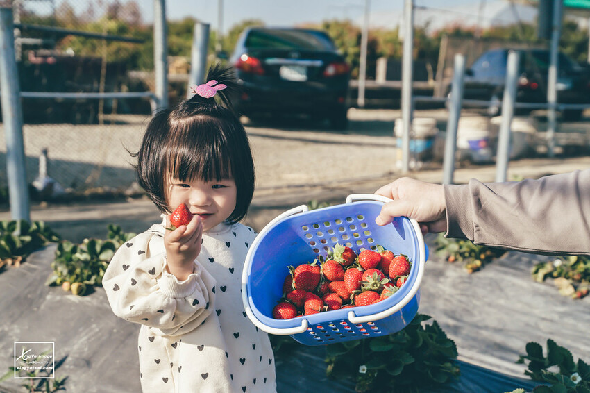南投｜中興新村景點【中興草莓園】無農藥草莓 / 採草莓也要很可愛 / 1Y5M | 快門下的幸福