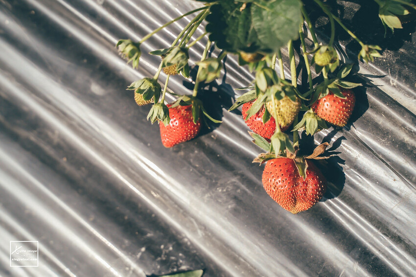 南投｜中興新村景點【中興草莓園】無農藥草莓 / 採草莓也要很可愛 / 1Y5M | 快門下的幸福