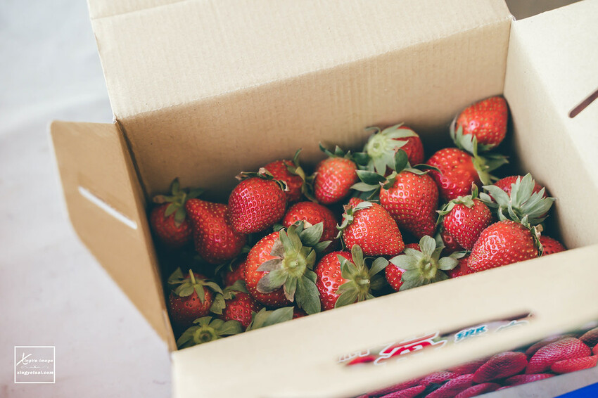 南投｜中興新村景點【中興草莓園】無農藥草莓 / 採草莓也要很可愛 / 1Y5M | 快門下的幸福