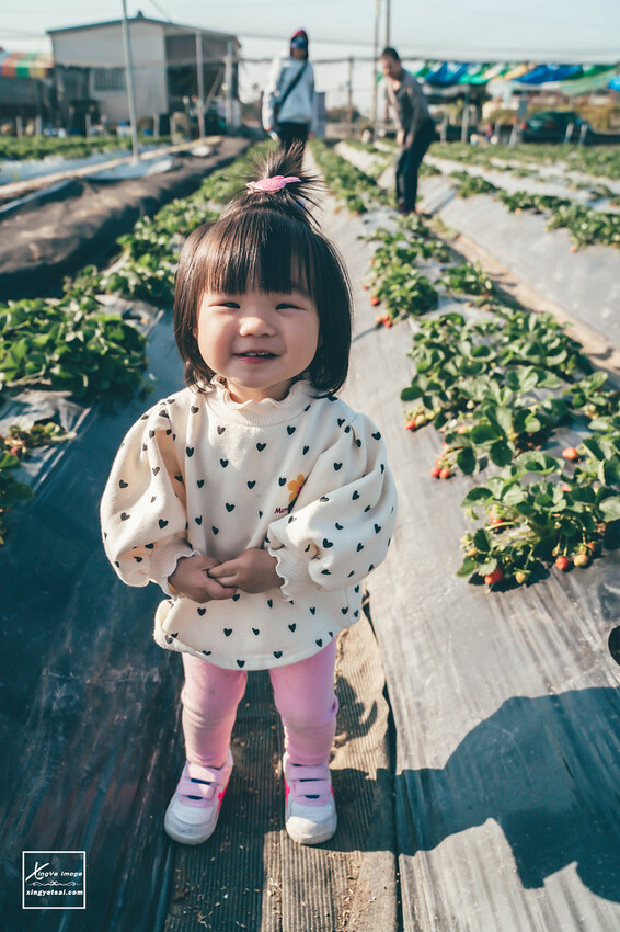 南投｜中興新村景點【中興草莓園】無農藥草莓 / 採草莓也要很可愛 / 1Y5M | 快門下的幸福