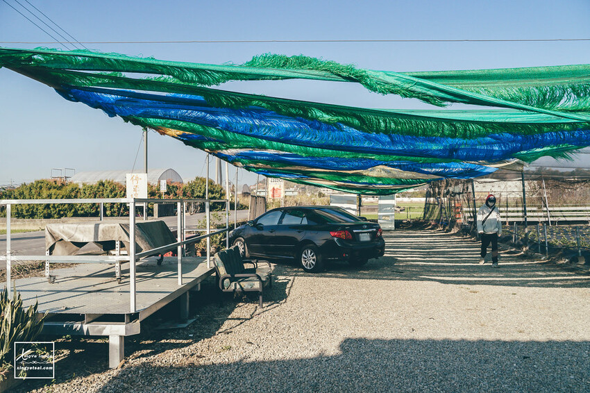 南投｜中興新村景點【中興草莓園】無農藥草莓 / 採草莓也要很可愛 / 1Y5M | 快門下的幸福