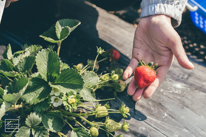 南投｜中興新村景點【中興草莓園】無農藥草莓 / 採草莓也要很可愛 / 1Y5M | 快門下的幸福