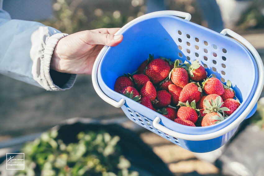 南投｜中興新村景點【中興草莓園】無農藥草莓 / 採草莓也要很可愛 / 1Y5M | 快門下的幸福