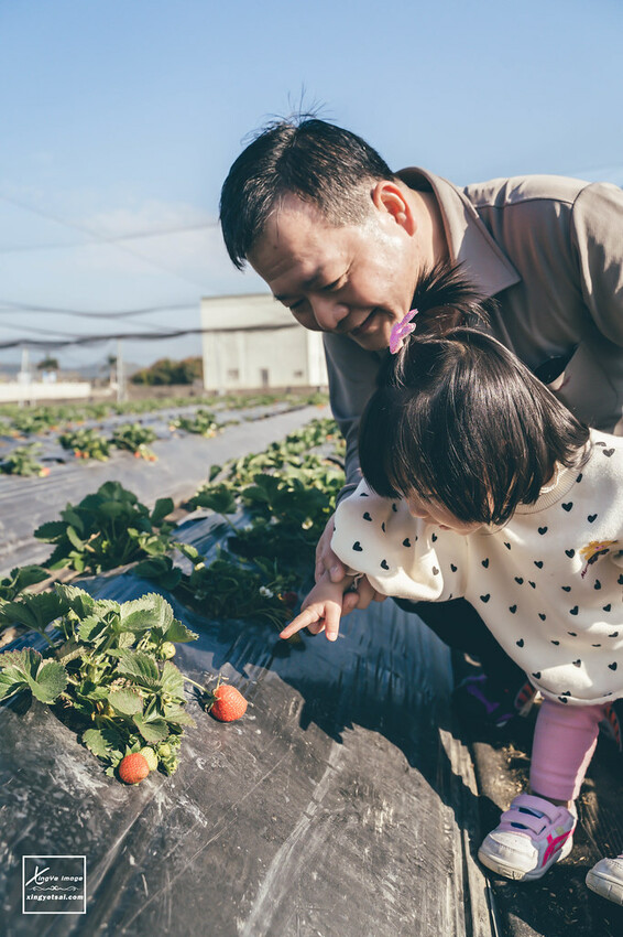 南投｜中興新村景點【中興草莓園】無農藥草莓 / 採草莓也要很可愛 / 1Y5M | 快門下的幸福