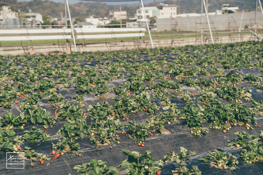 南投｜中興新村景點【中興草莓園】無農藥草莓 / 採草莓也要很可愛 / 1Y5M | 快門下的幸福