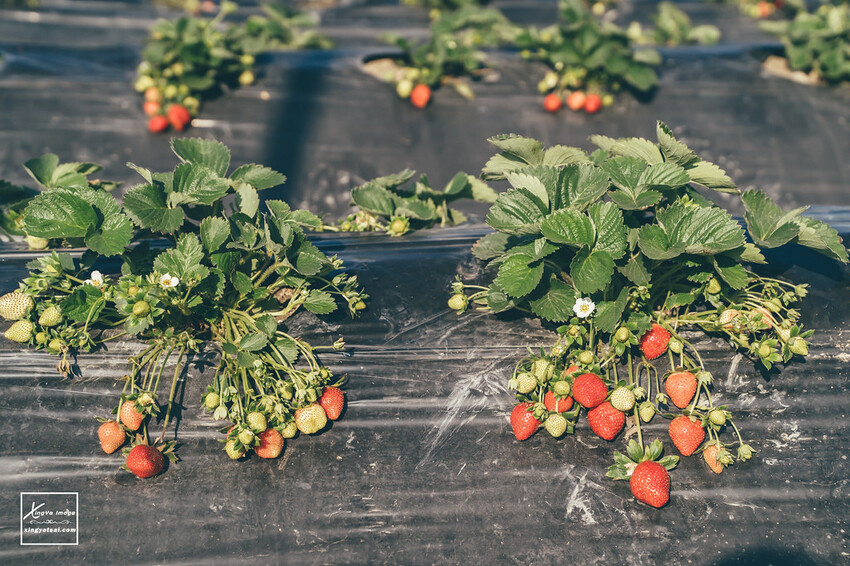 南投｜中興新村景點【中興草莓園】無農藥草莓 / 採草莓也要很可愛 / 1Y5M | 快門下的幸福