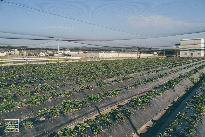 南投｜中興新村景點【中興草莓園】無農藥草莓 / 採草莓也要很可愛 / 1Y5M | 快門下的幸福