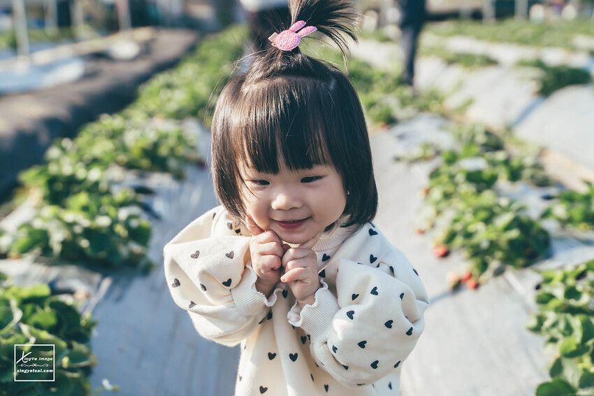 南投｜中興新村景點【中興草莓園】無農藥草莓 / 採草莓也要很可愛 / 1Y5M | 快門下的幸福