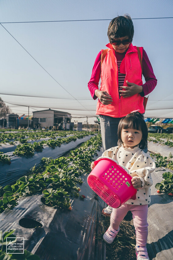 南投｜中興新村景點【中興草莓園】無農藥草莓 / 採草莓也要很可愛 / 1Y5M | 快門下的幸福