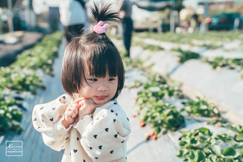 南投｜中興新村景點【中興草莓園】無農藥草莓 / 採草莓也要很可愛 / 1Y5M | 快門下的幸福