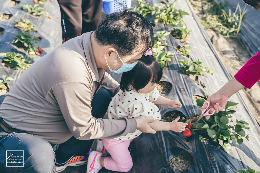 南投｜中興新村景點【中興草莓園】無農藥草莓 / 採草莓也要很可愛 / 1Y5M | 快門下的幸福