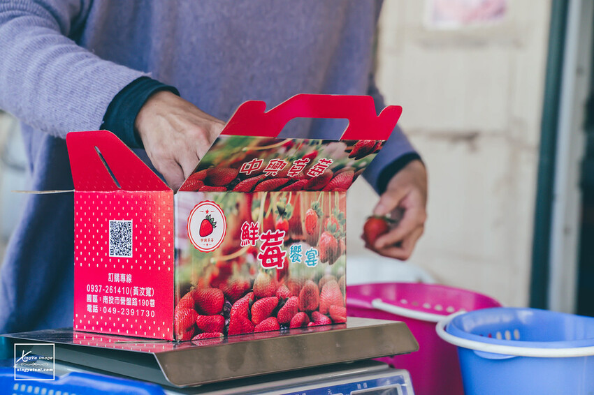 南投｜中興新村景點【中興草莓園】無農藥草莓 / 採草莓也要很可愛 / 1Y5M | 快門下的幸福