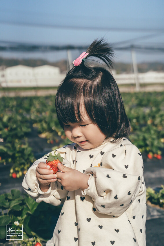 南投｜中興新村景點【中興草莓園】無農藥草莓 / 採草莓也要很可愛 / 1Y5M | 快門下的幸福