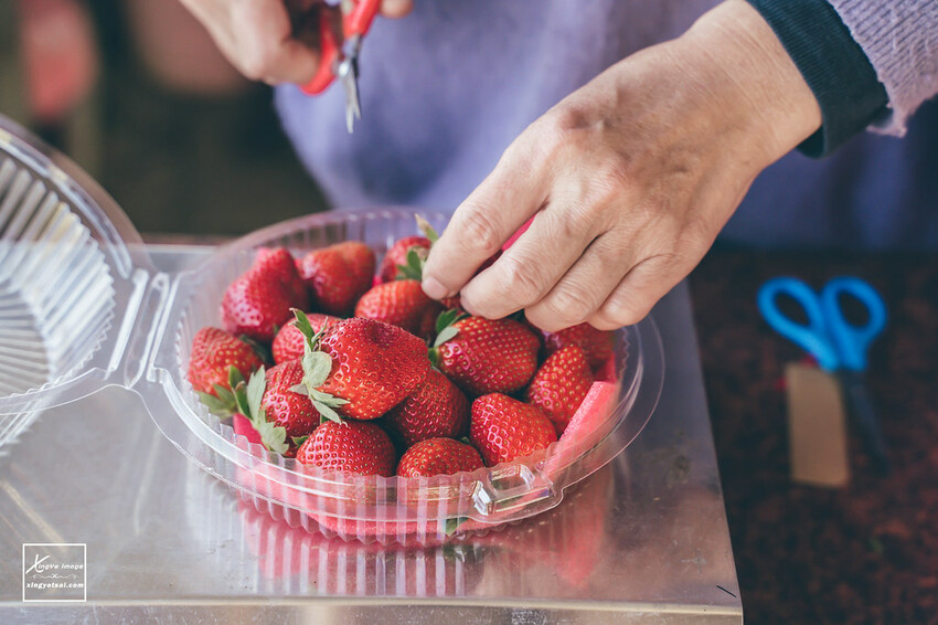 南投｜中興新村景點【中興草莓園】無農藥草莓 / 採草莓也要很可愛 / 1Y5M | 快門下的幸福