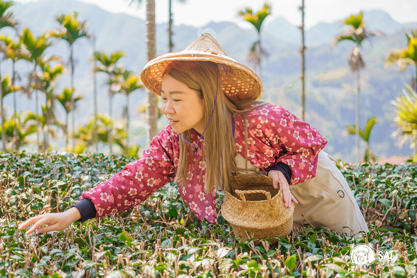 2023嘉義瑞里紫藤花季｜嘉義梅山瑞里兩日遊，期間限定紫色山城浪漫，還有竹林茶席、紫藤花茶席、布料槌染、手調茶包製作、咖啡手沖杯測及沖煮體驗