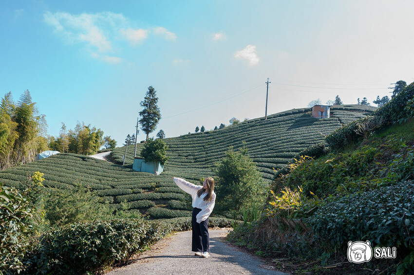 2023嘉義瑞里紫藤花季｜嘉義梅山瑞里兩日遊，期間限定紫色山城浪漫，還有竹林茶席、紫藤花茶席、布料槌染、手調茶包製作、咖啡手沖杯測及沖煮體驗