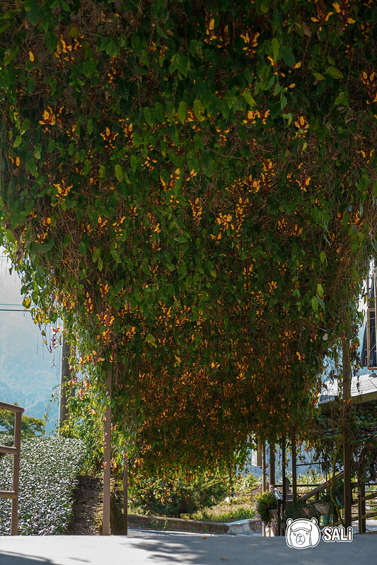 2023嘉義瑞里紫藤花季｜嘉義梅山瑞里兩日遊，期間限定紫色山城浪漫，還有竹林茶席、紫藤花茶席、布料槌染、手調茶包製作、咖啡手沖杯測及沖煮體驗