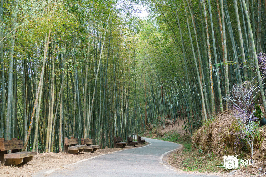 2023嘉義瑞里紫藤花季｜嘉義梅山瑞里兩日遊，期間限定紫色山城浪漫，還有竹林茶席、紫藤花茶席、布料槌染、手調茶包製作、咖啡手沖杯測及沖煮體驗
