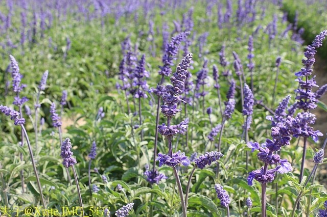 IMG_5477.jpg - 台南 2023學甲蜀葵花海 20230303