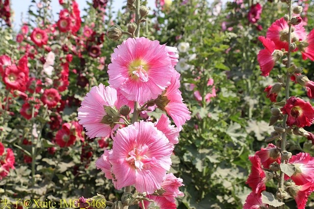 IMG_5468.jpg - 台南 2023學甲蜀葵花海 20230303