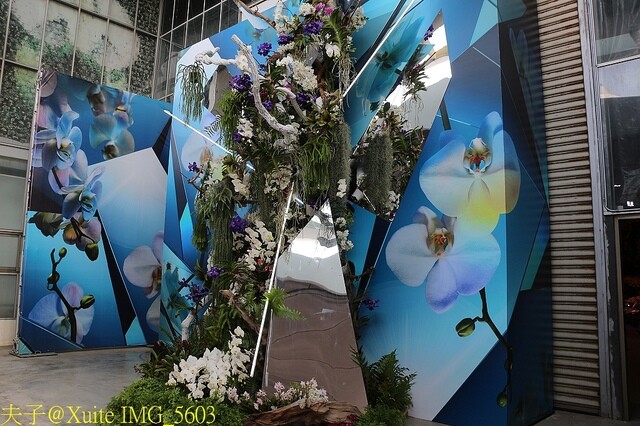 IMG_5603.jpg - 2023台灣國際蘭展