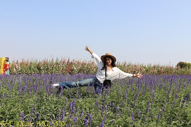 IMG_5510.jpg - 台南 2023學甲蜀葵花海 20230303