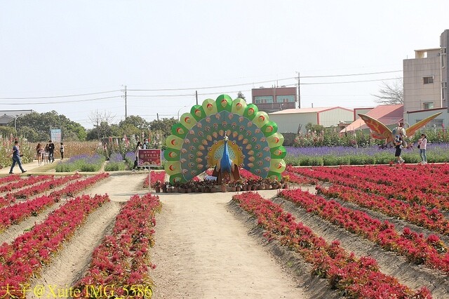 IMG_5586.jpg - 台南 2023學甲蜀葵花海 20230303