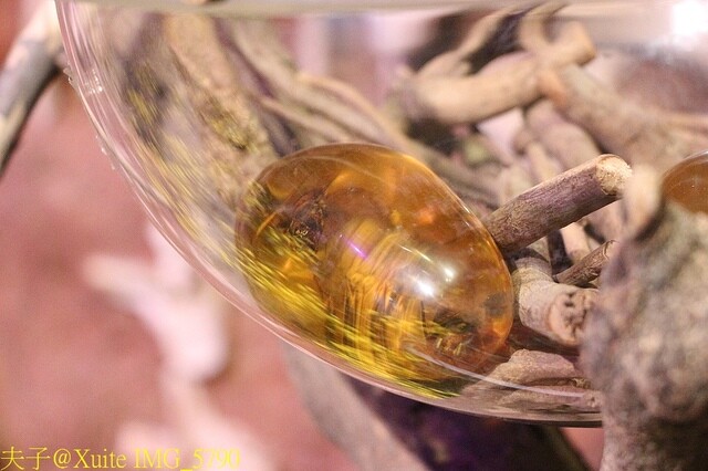 IMG_5790.jpg - 2023台灣國際蘭展