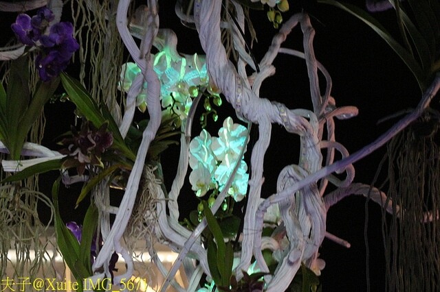 IMG_5671.jpg - 2023台灣國際蘭展