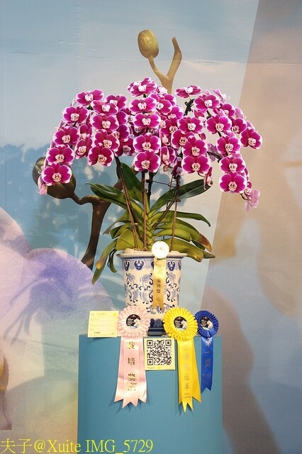 IMG_5729.jpg - 2023台灣國際蘭展