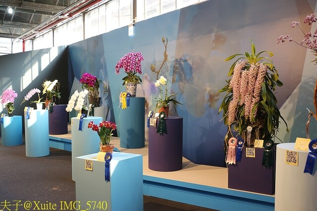 IMG_5740.jpg - 2023台灣國際蘭展