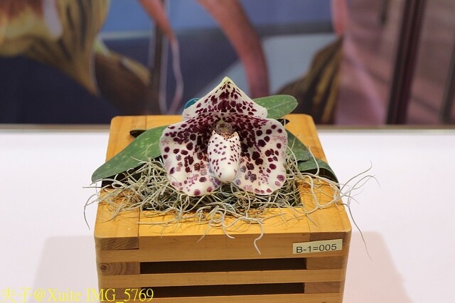 IMG_5769.jpg - 2023台灣國際蘭展