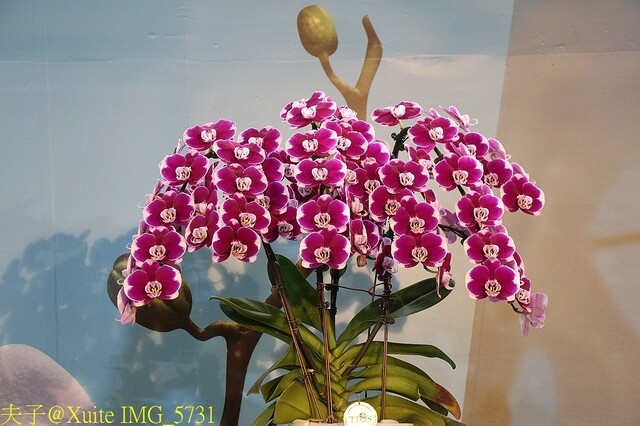 IMG_5731.jpg - 2023台灣國際蘭展