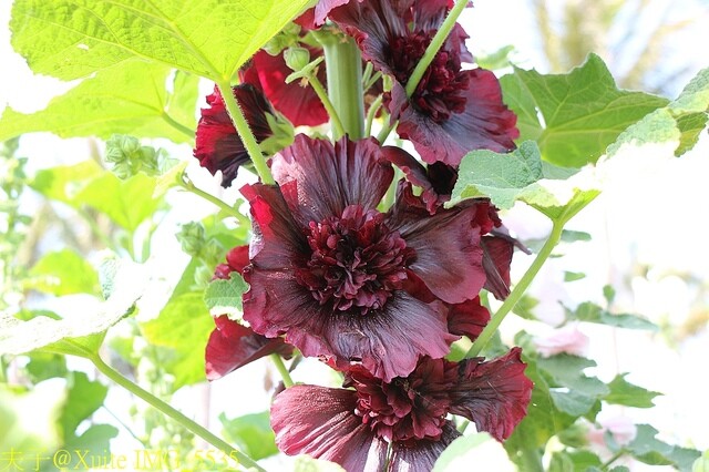 IMG_5535.jpg - 台南 2023學甲蜀葵花海 20230303