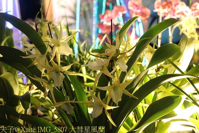 IMG_5807 大彗星風蘭.jpg - 2023台灣國際蘭展