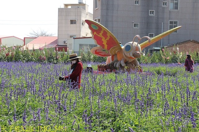 IMG_5481.jpg - 台南 2023學甲蜀葵花海 20230303