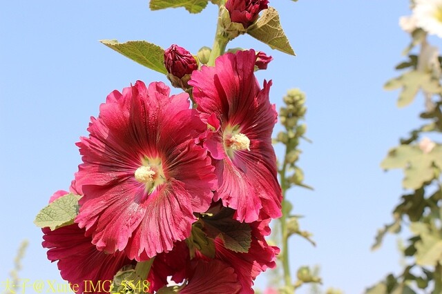 IMG_5548.jpg - 台南 2023學甲蜀葵花海 20230303