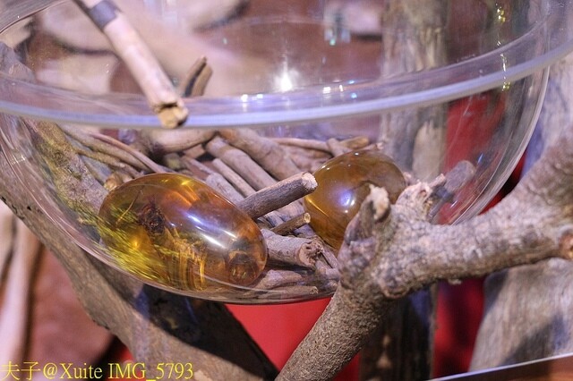 IMG_5793.jpg - 2023台灣國際蘭展