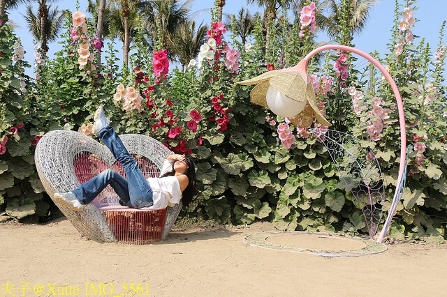 IMG_5561.jpg - 台南 2023學甲蜀葵花海 20230303