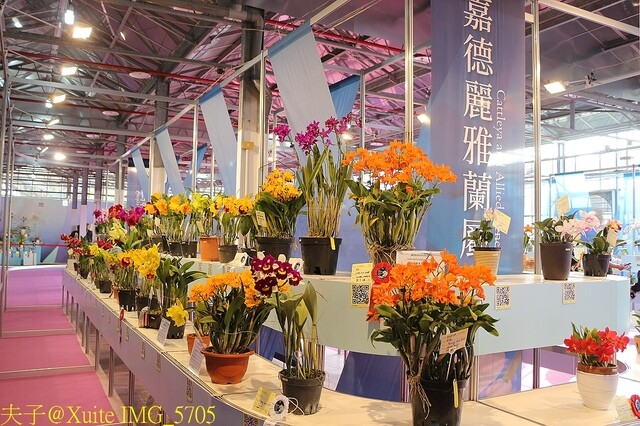 IMG_5705.jpg - 2023台灣國際蘭展
