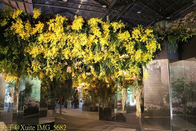 2023台灣國際蘭展 魔鏡世界 蘭花遇見恐龍