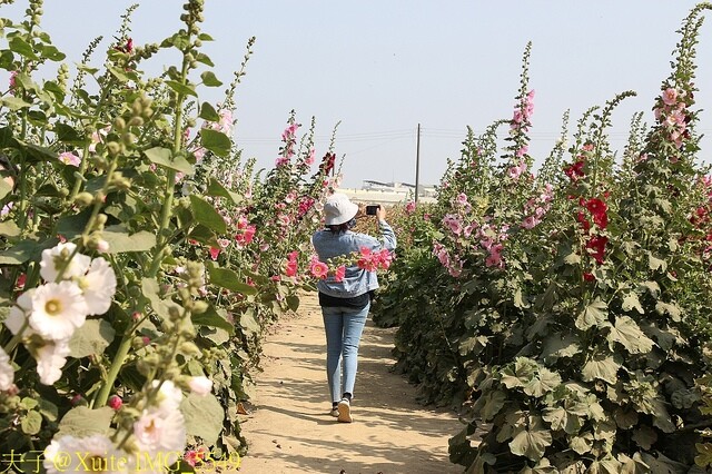 IMG_5549.jpg - 台南 2023學甲蜀葵花海 20230303