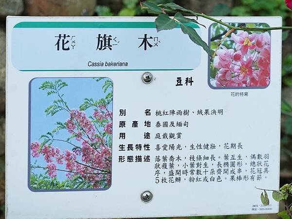 花旗木-鶯歌永吉公園.JPG